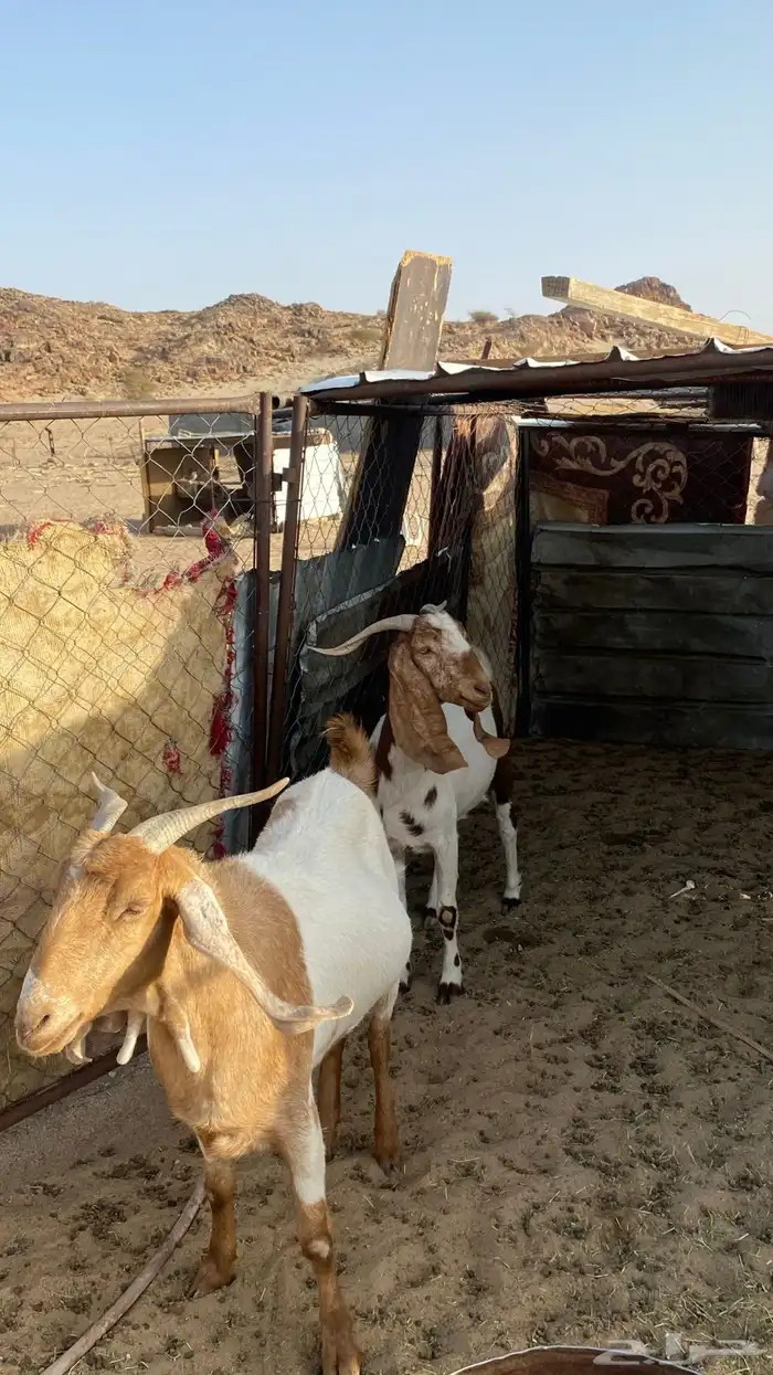 معزا للبيع 1