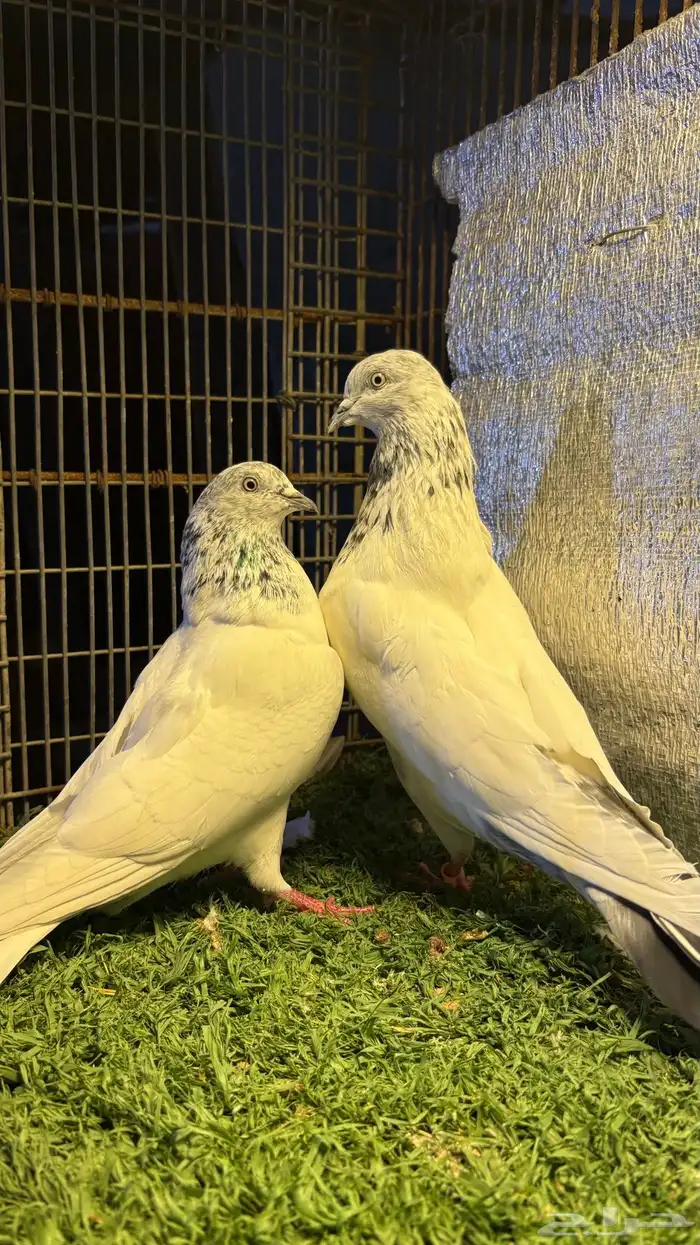 حمام سلكوتي 0