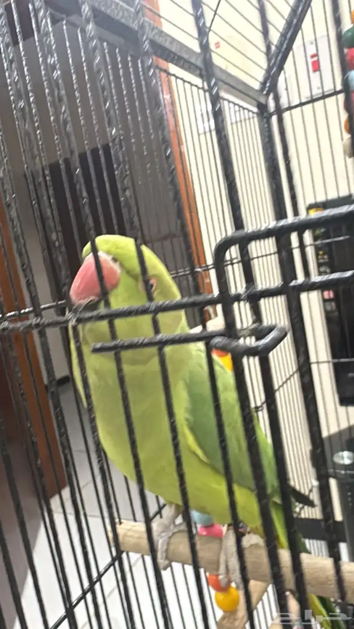 ببغاء دره هندي اليف 1