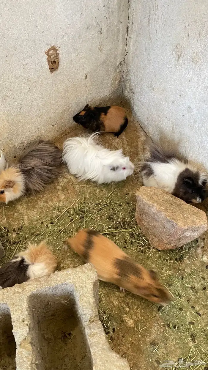 وبران بلدي و أمريكي 7