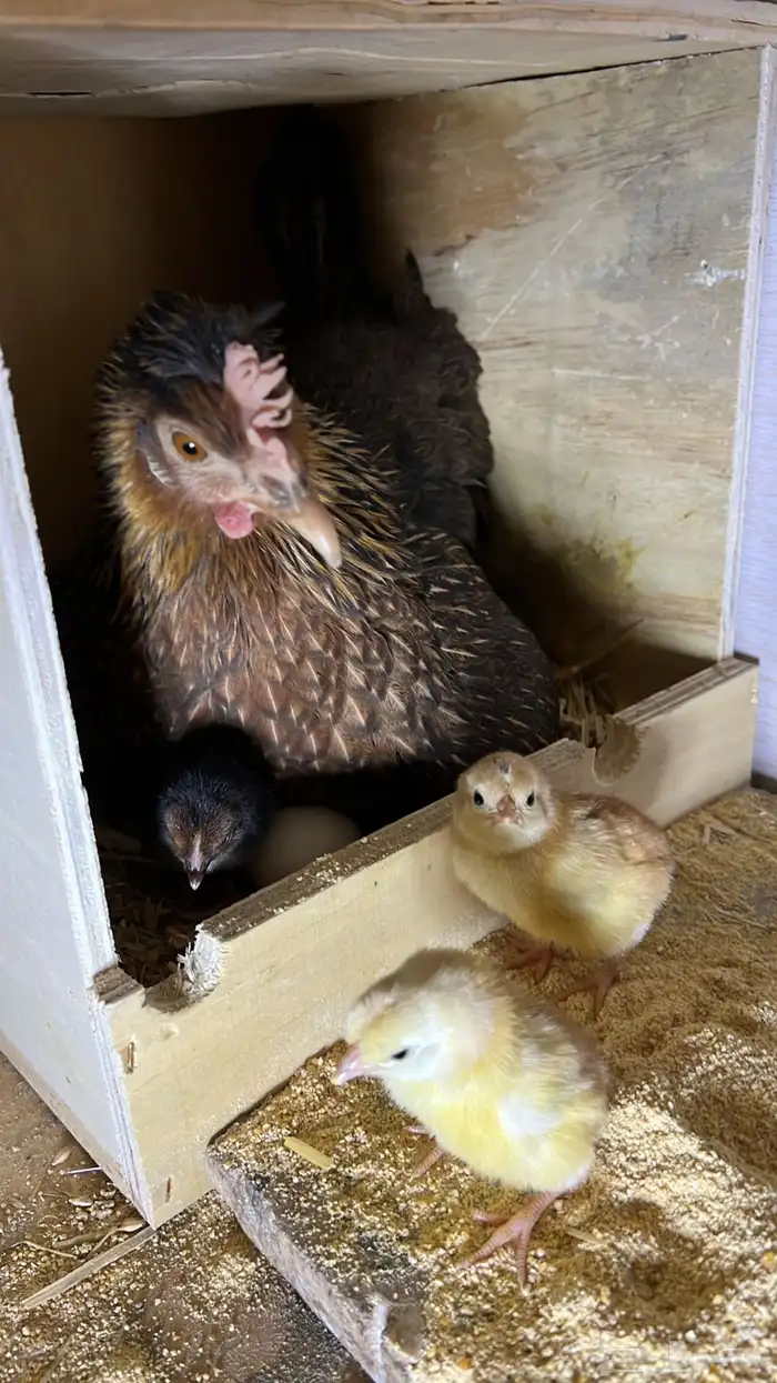 دجاجه عربيه معها 14 فرخ 1