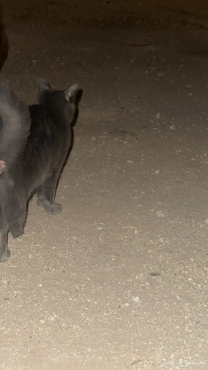 قط  انثى لتبني 7