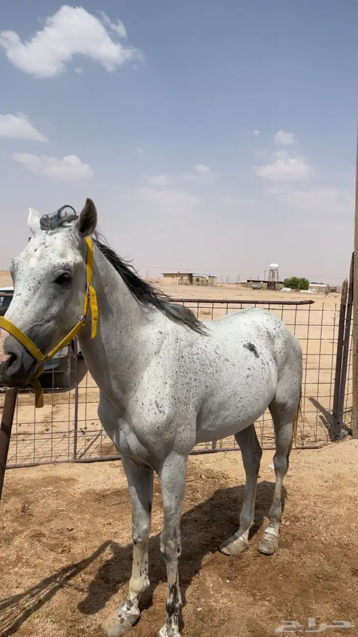 حصان شعبي للبيع 3