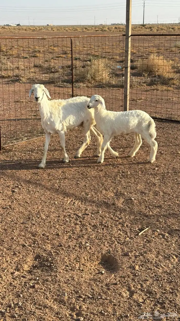 شاه حريه ثنيه تحتها خروف ( النبهانيه ) 0