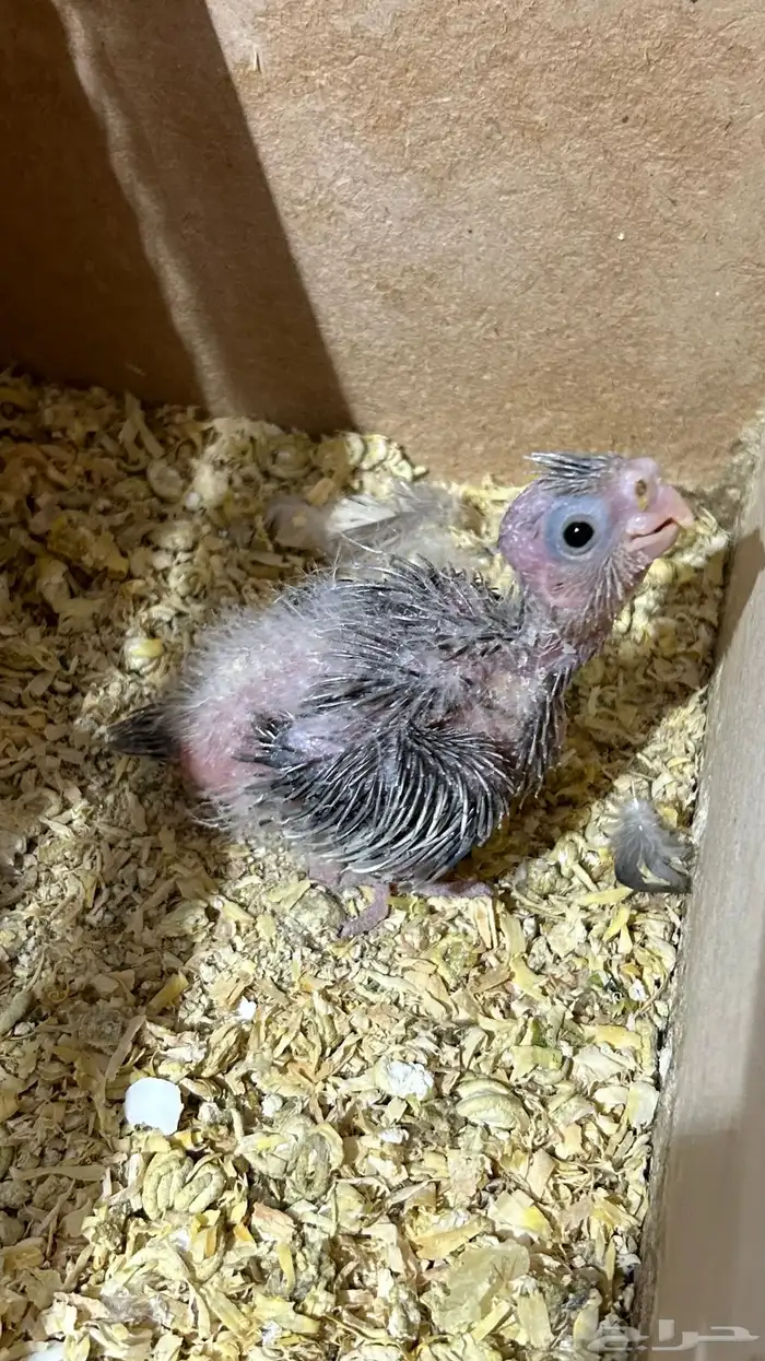 فرخ وايت فيس 0