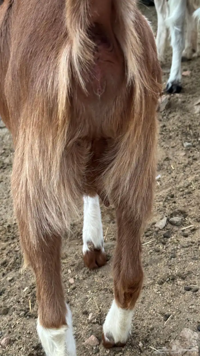 جفره مصريه دافع 3