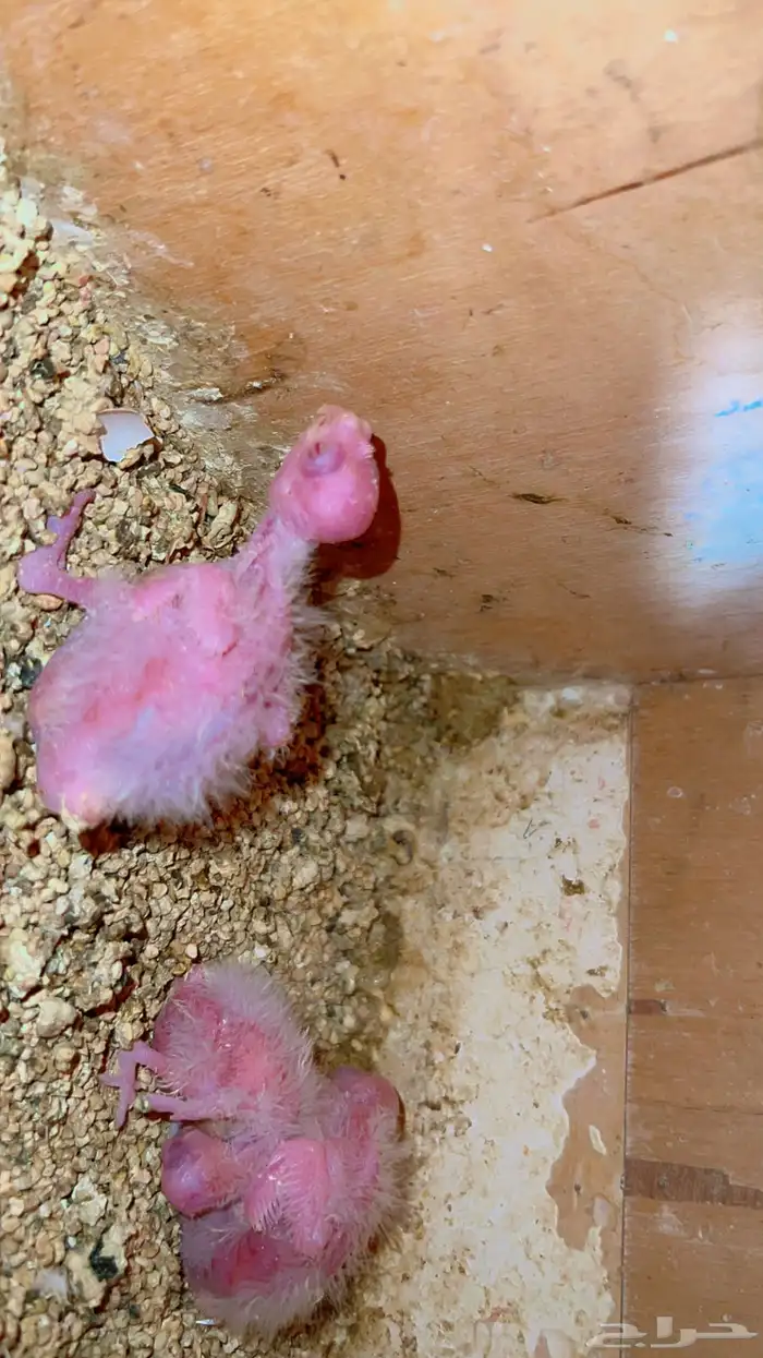 فروخ كروان اللبينو تم البيع 1