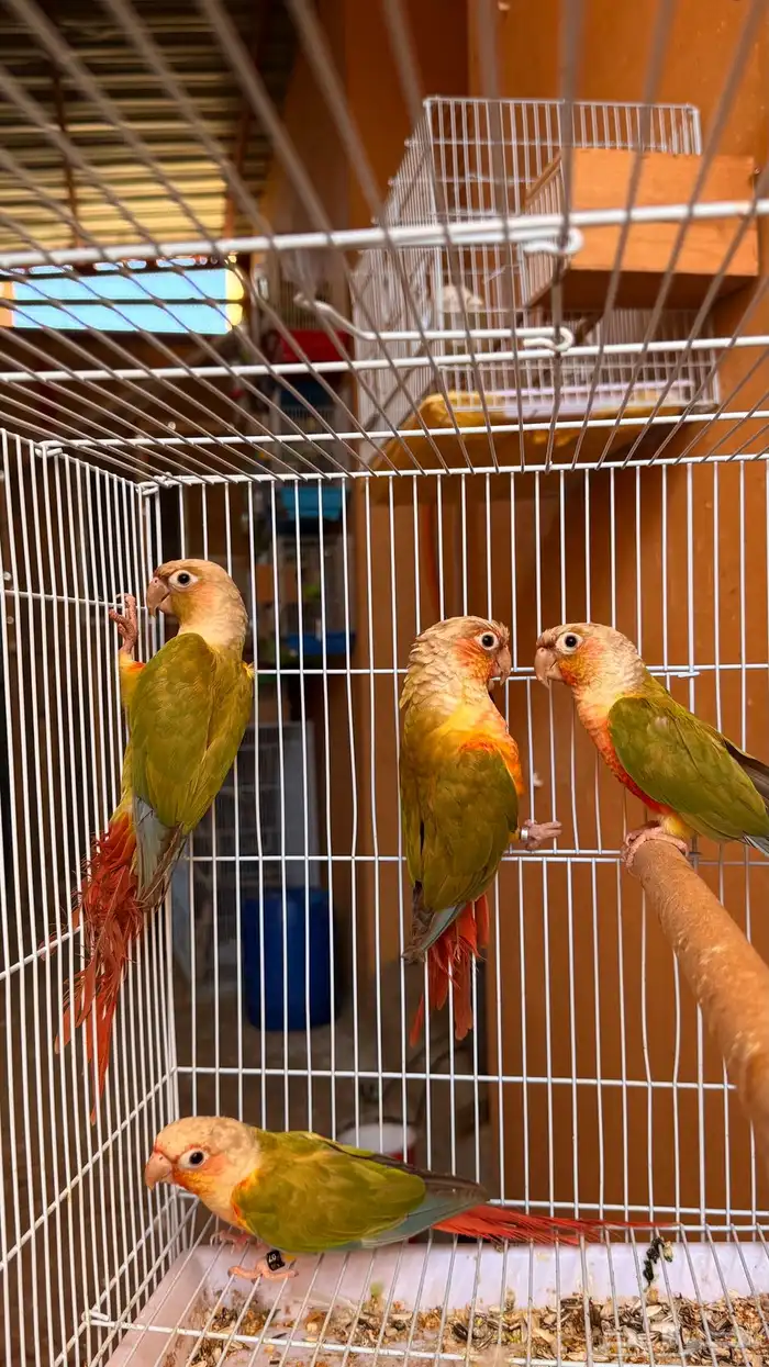 زوجين كنيور اناناس رد فاكتر للبيع او للبدل 0