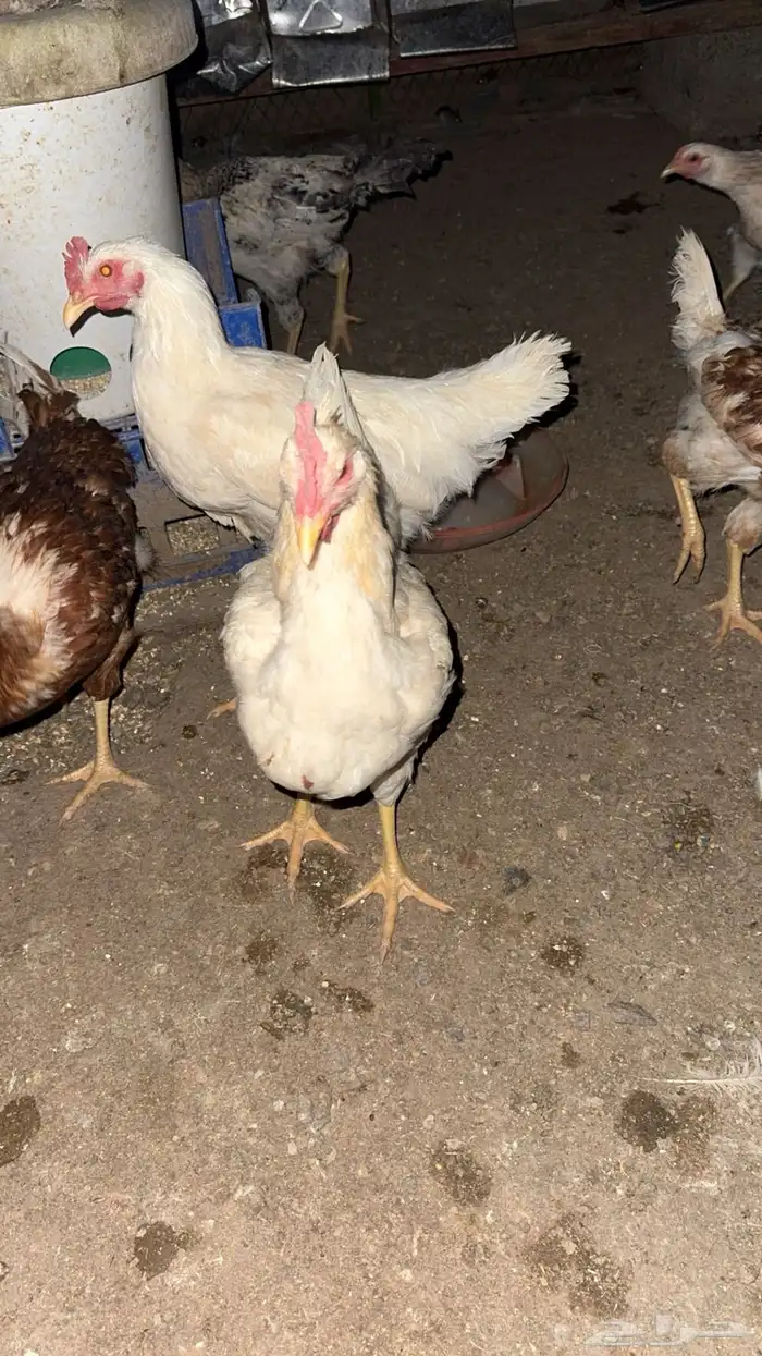 ديوك هجين تركي ولوهمان 2