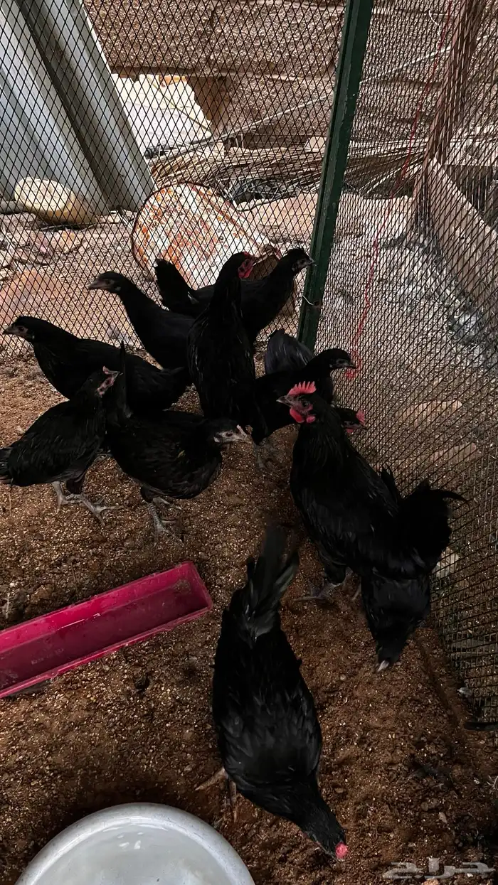 ديكه للبيع 2