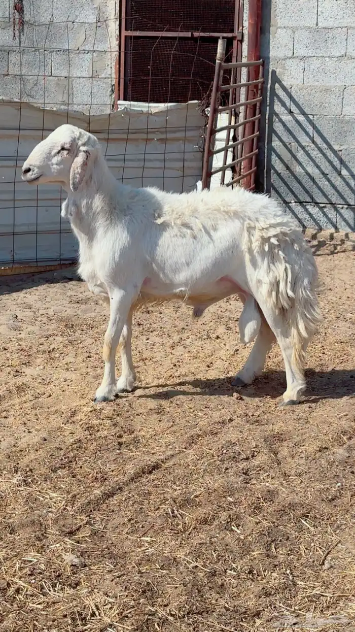 فحل حري وفحول تيوس شرط القريع ومنتجه العداد كلها 3 0