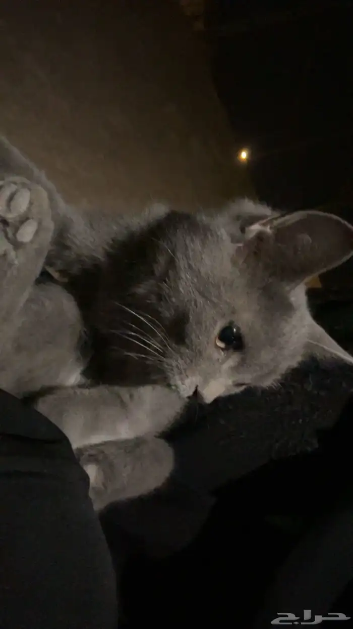 قط  انثى لتبني 4