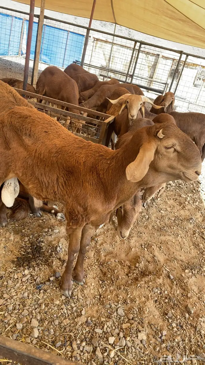 سواكن فل الفل شحم 2