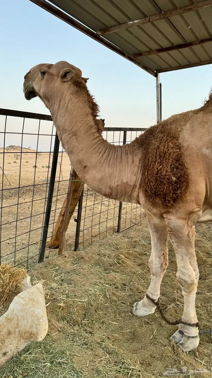 قعدان و بعارين للبيع 5