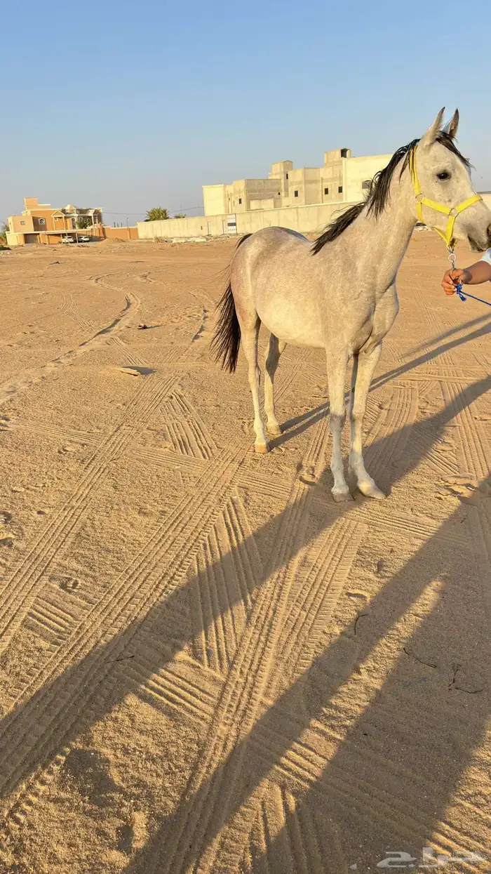 مهر شعبي كفو 5