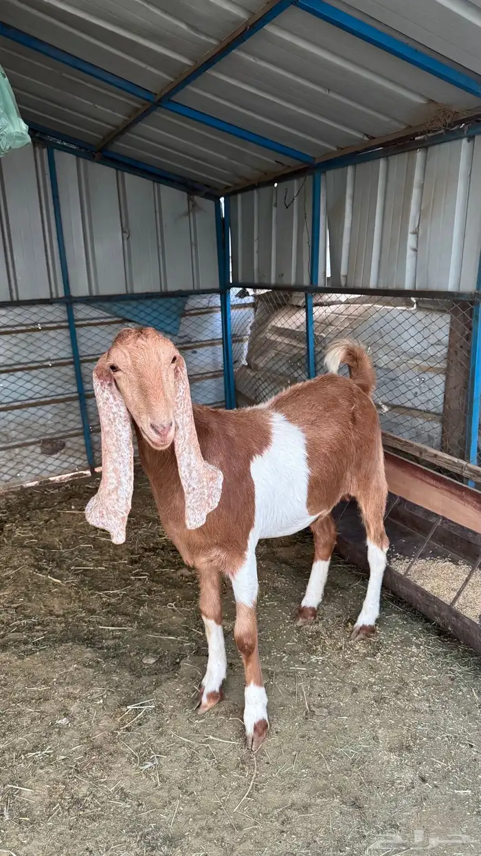 جفره مصريه دافع 1