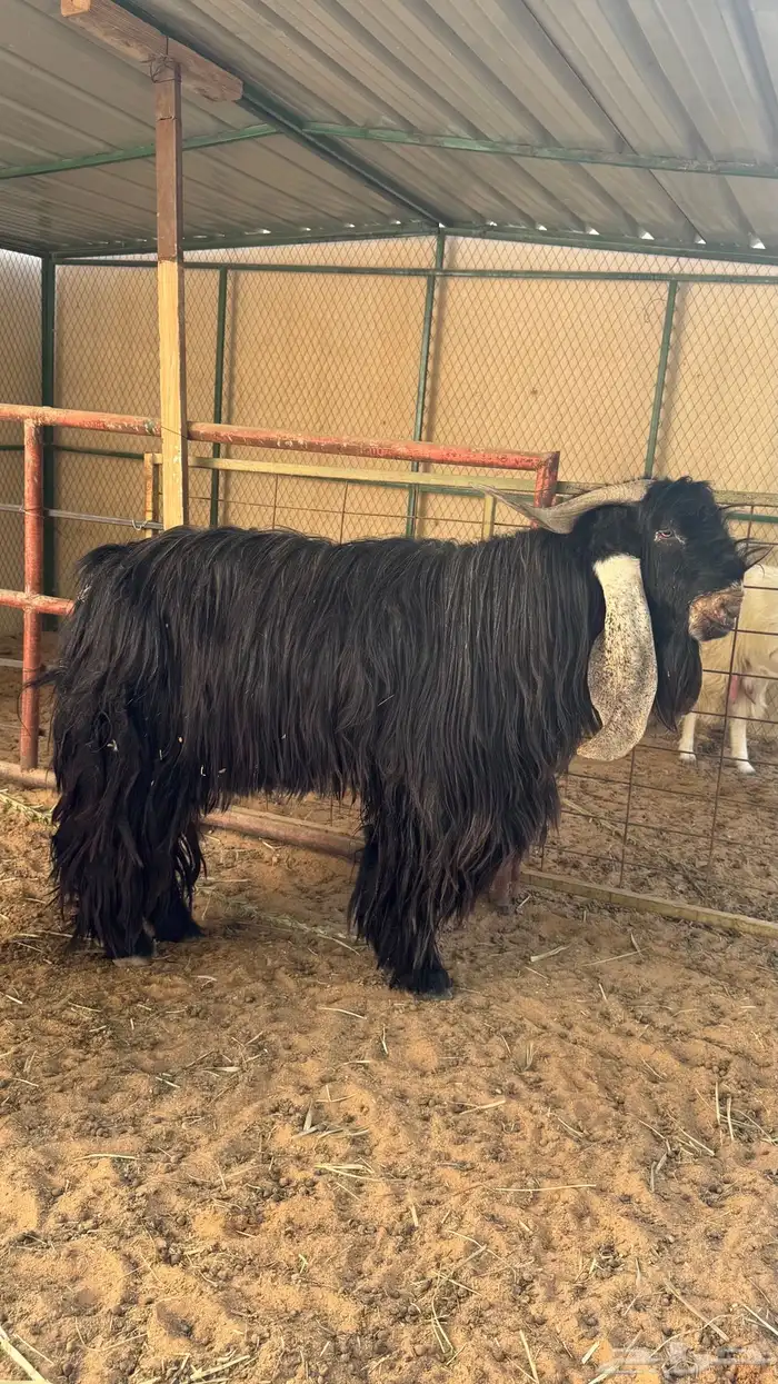 تيس عارضي كفو 5