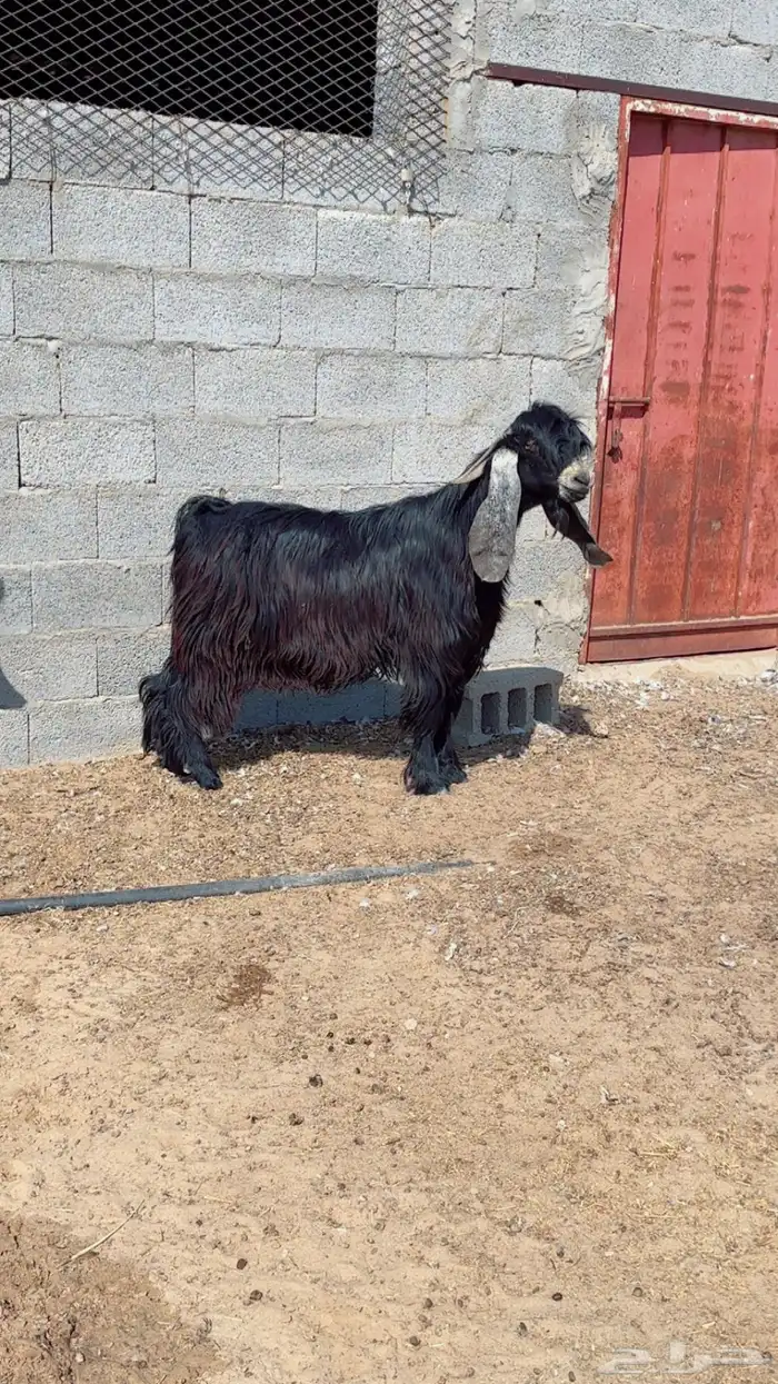 فحل حري وفحول تيوس شرط القريع ومنتجه العداد كلها 3 2