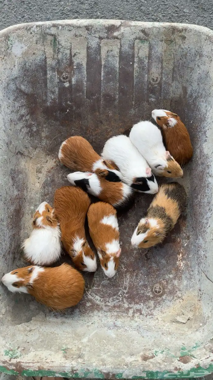 وبران فرنسيه 1