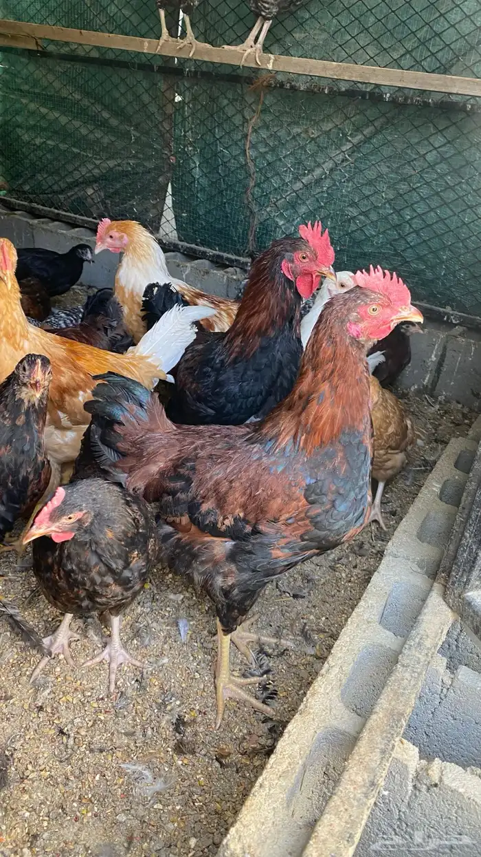 دجاج تركي وفرنسي 3