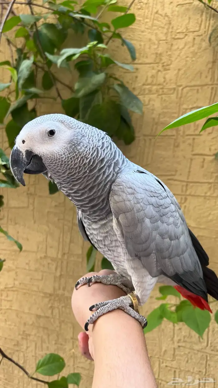 ببغاء كاسكو اليف متكلم 0