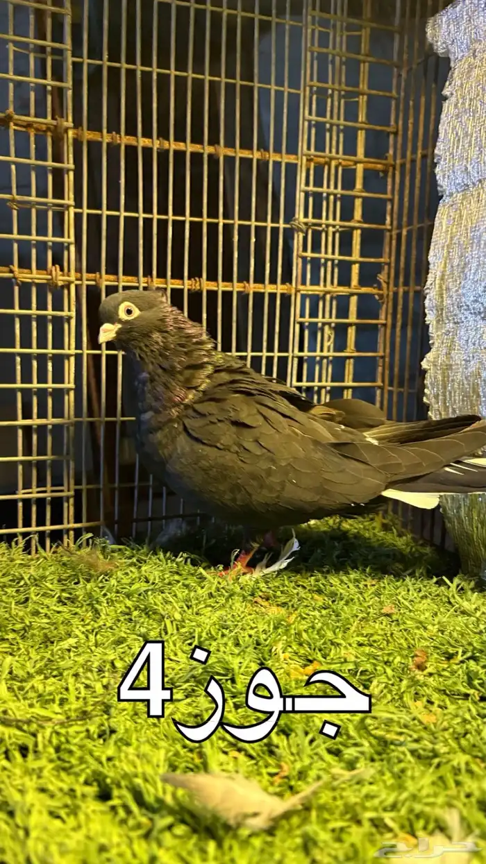 حمام قطايف 7