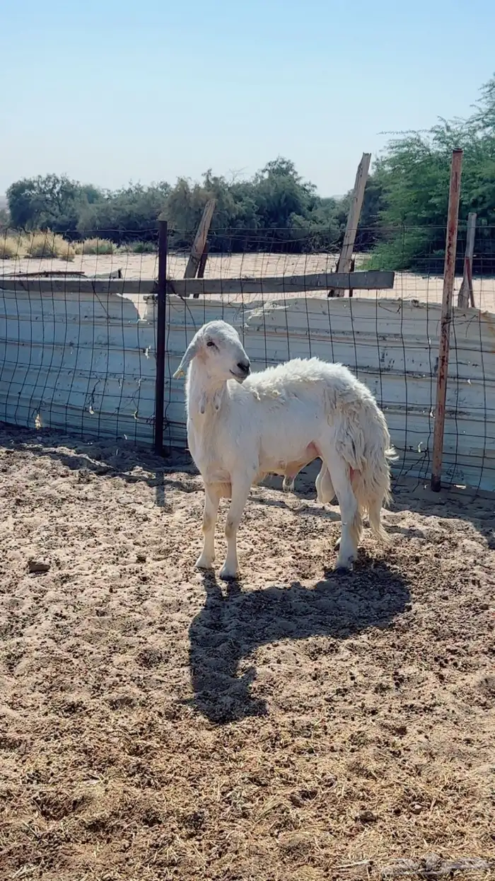 فحل حري وفحول تيوس شرط القريع ومنتجه العداد كلها 3 1