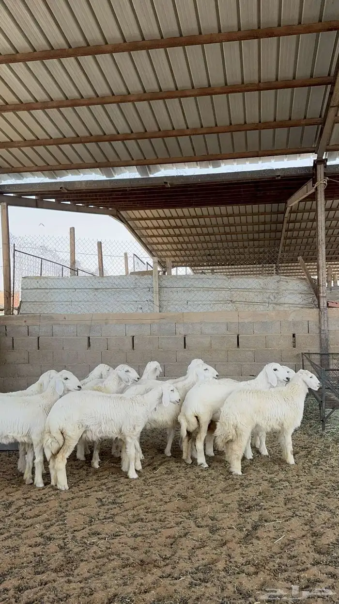 ذبائح للبيع 6