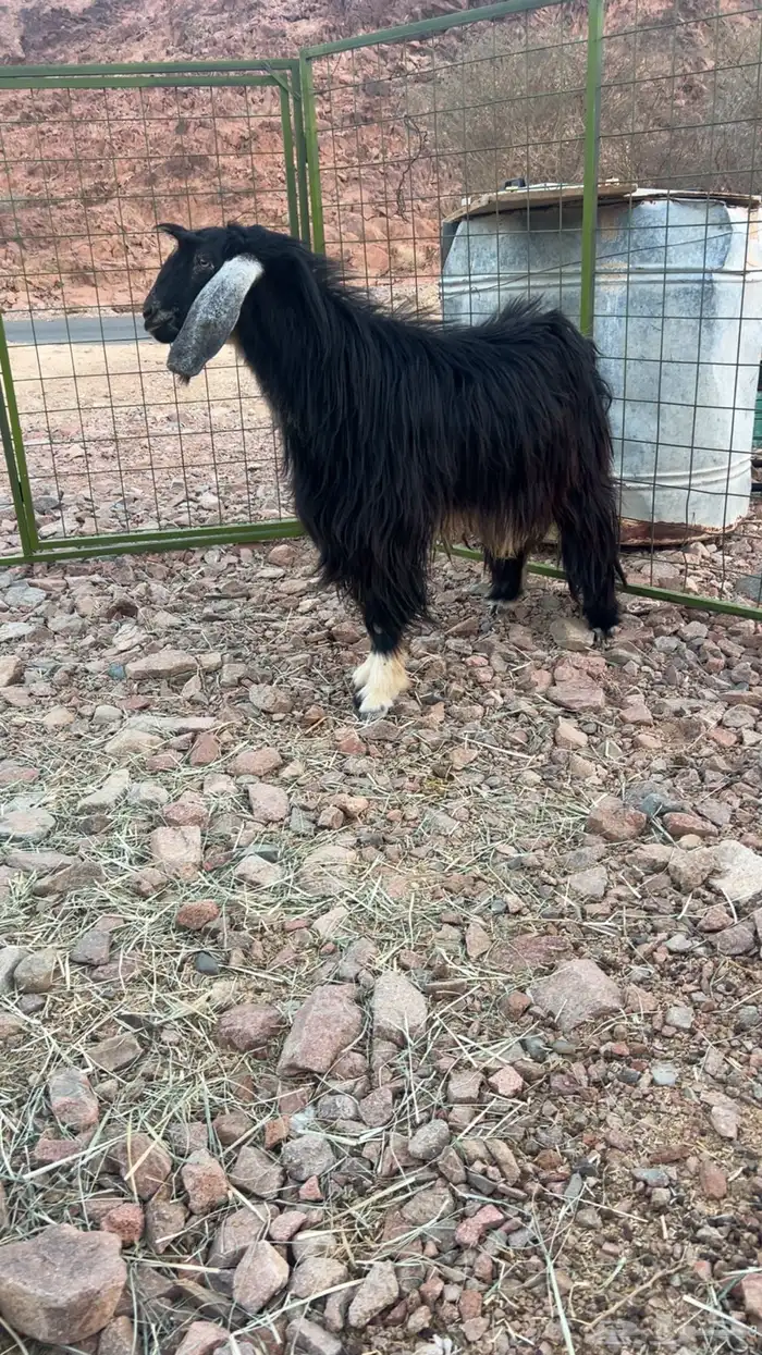 للبيع تيس فحل طيب 3