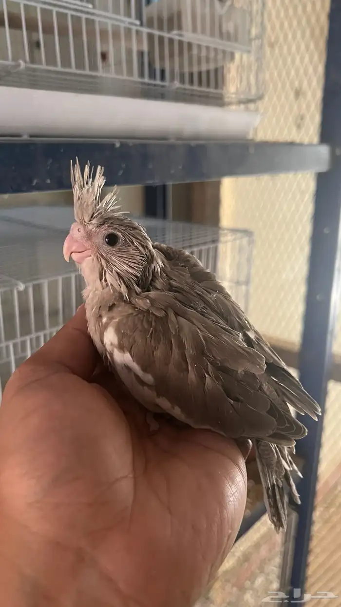 فروخ كروان 2