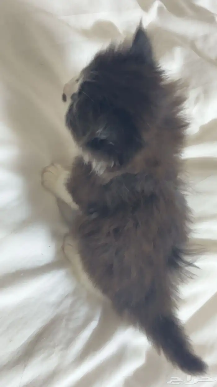 قطه شيرازيه للبيع بي 50 6