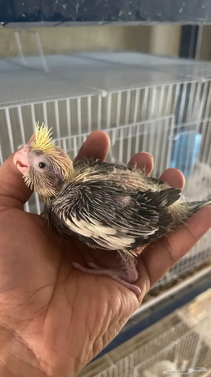 فروخ كروان 5