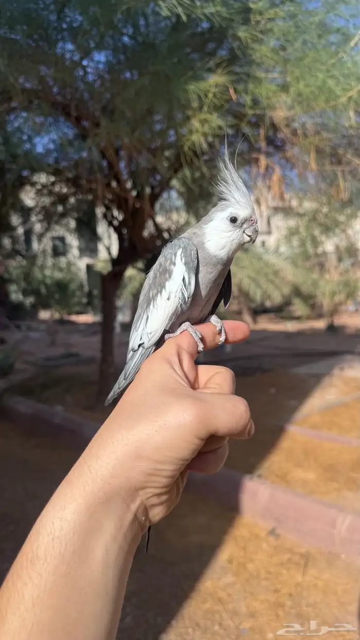 كروان ذكر متلكم و منتج 0