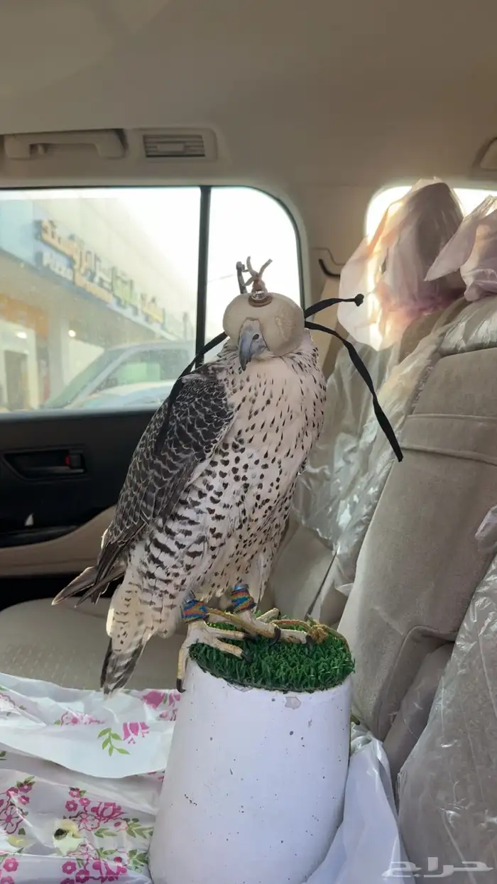 جير شاهين العمر 5 3