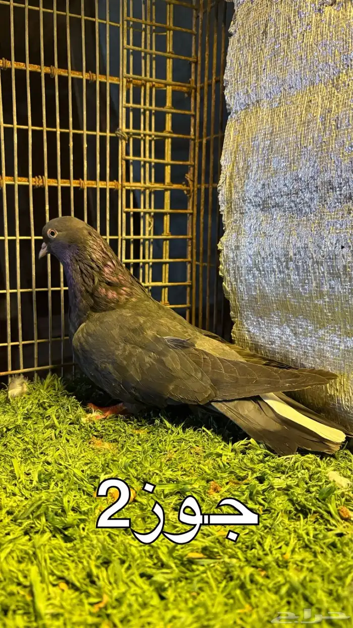 حمام قطايف 3