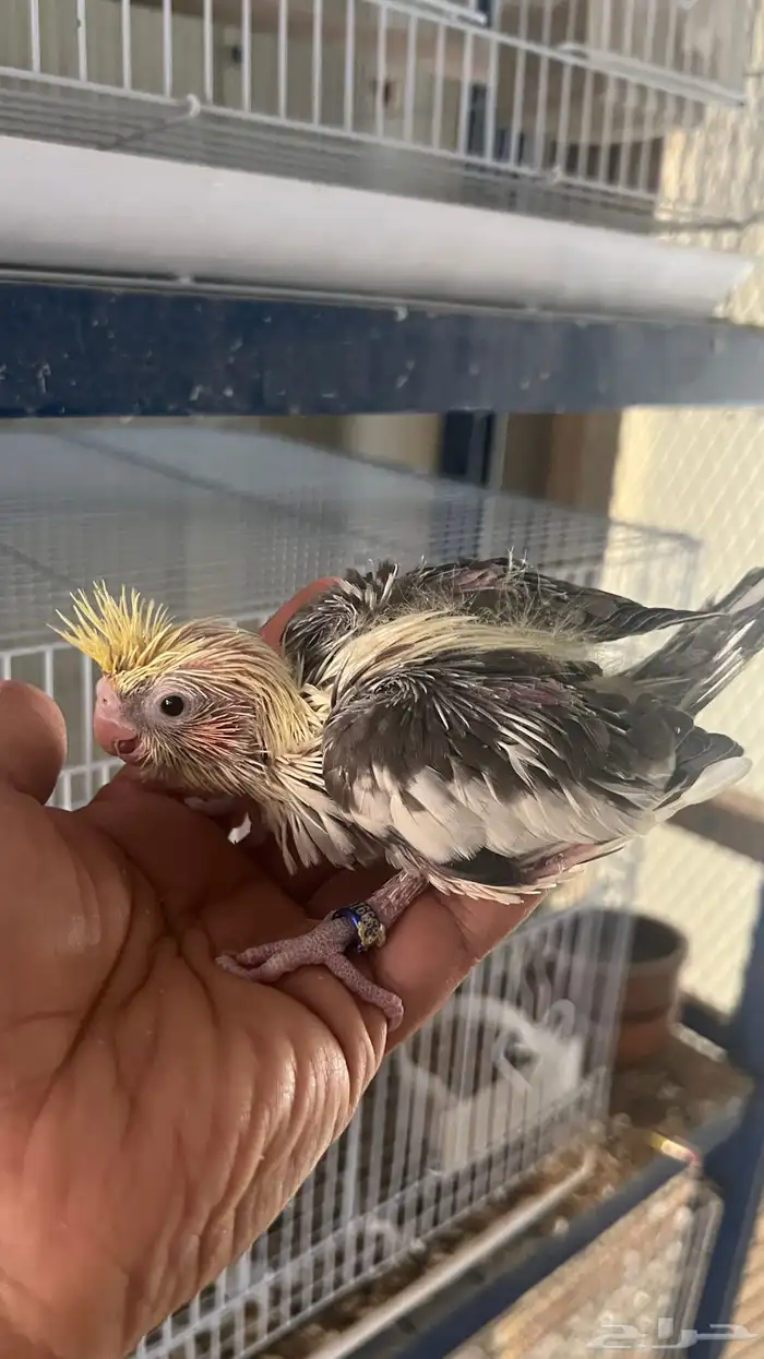 فروخ كروان 1