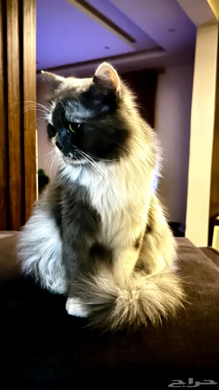 قطه واولادها لتبني 3