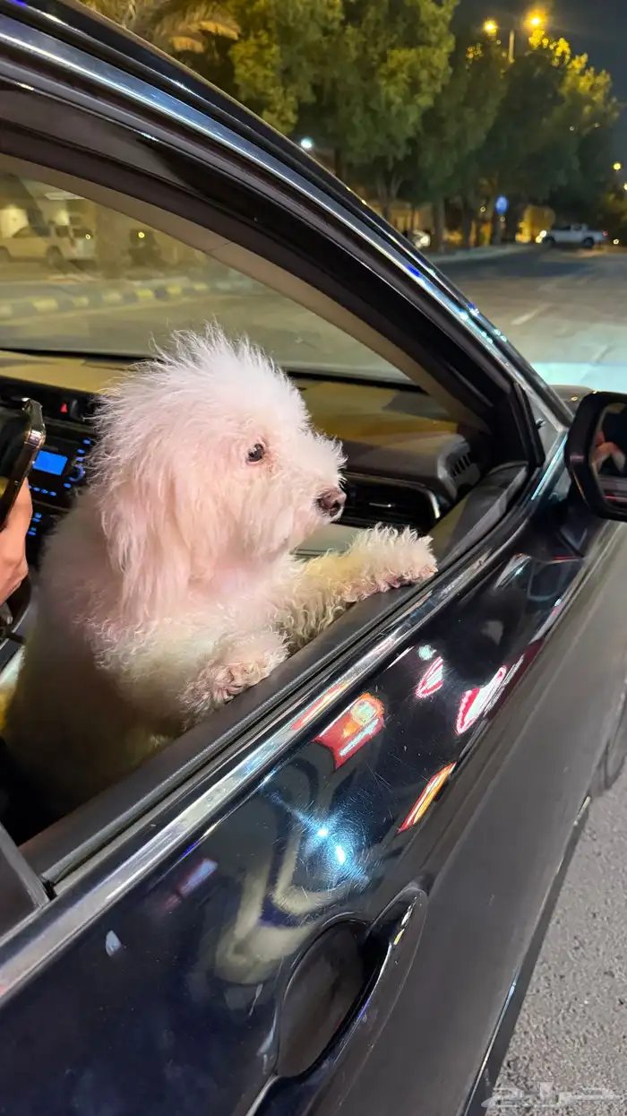 كلب مالتيز 2