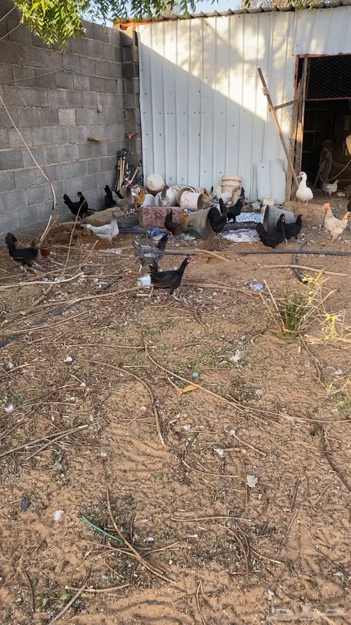 للبيع دجاج بياض وبط 0