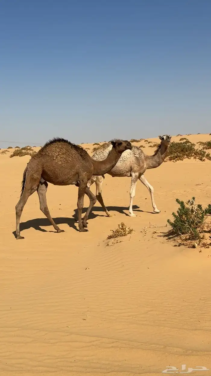 للبيع قعود اشعل دبياني و معه بكره 3