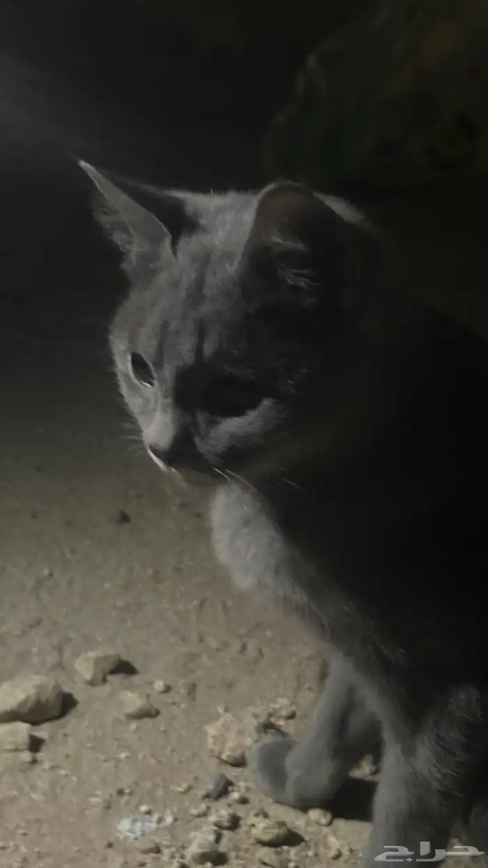 قط  انثى لتبني 5