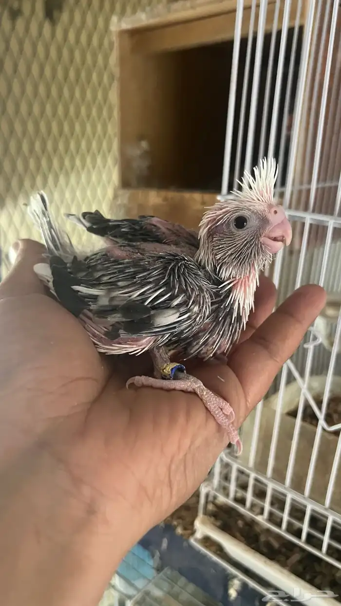 فروخ كروان 4