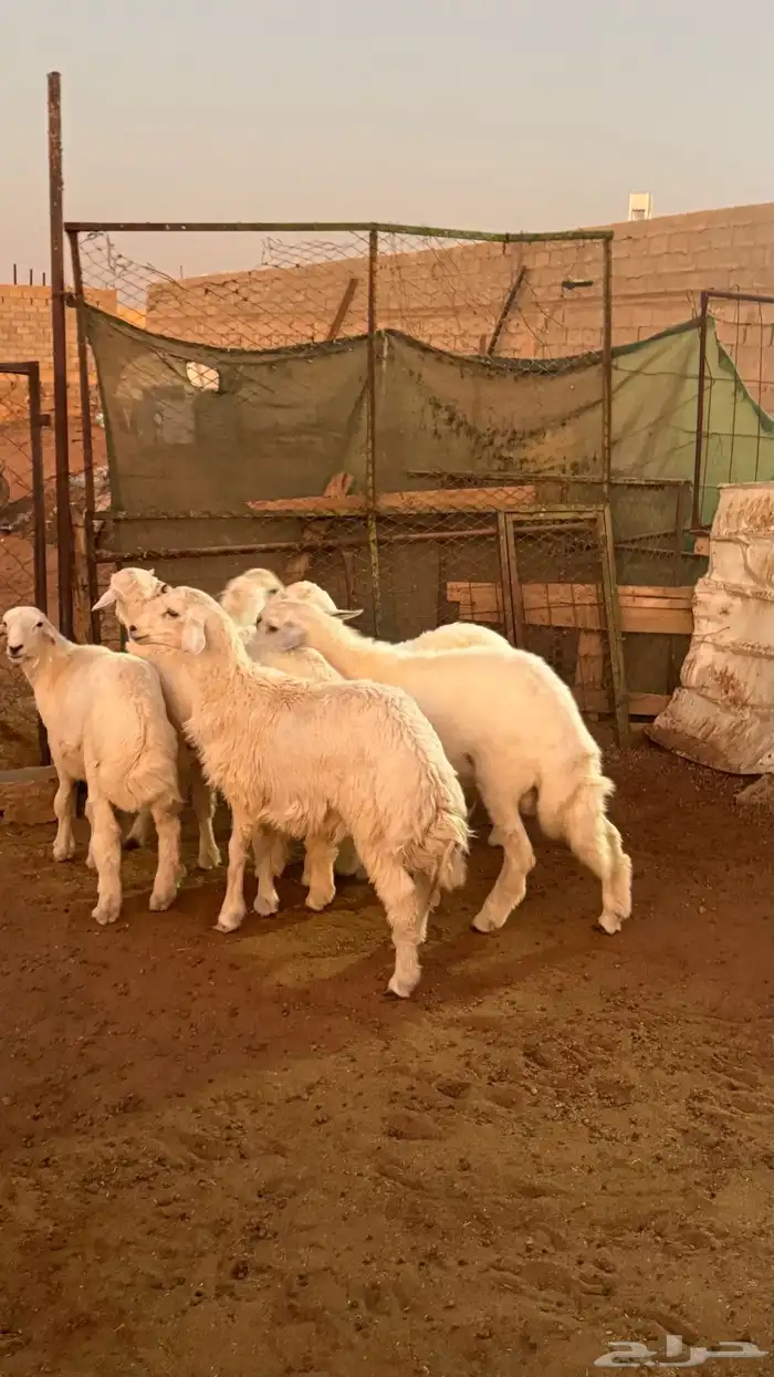 ذبايح للبيع 1