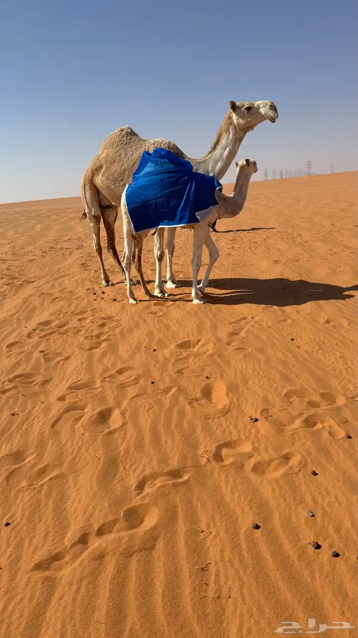 ضروبه عشرا سليمه العذاريب ناقه بدوي للبيع بدون بنتها 1