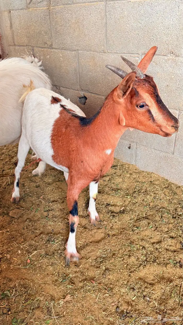 معزا قزميات تابع ودفيع 0