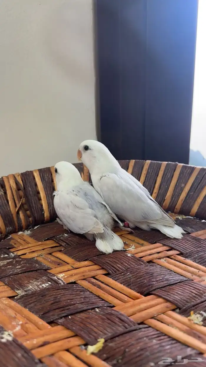 فروخ للبيع 2