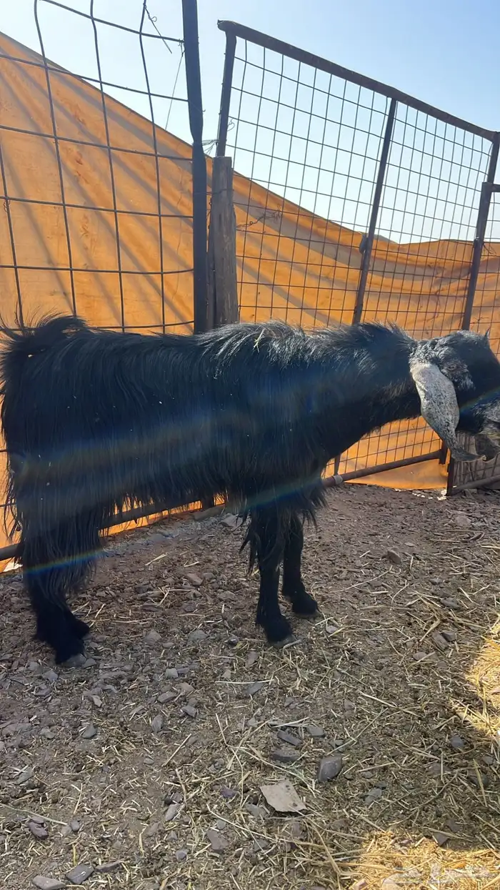 تيس فحل مشروط بلضراب ونضيف مشروط من جميع المراض 0