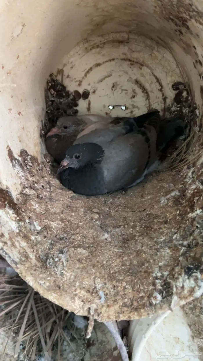 فروخ حمام للبيع طيبات عل 27 مذبوح وحي عل 25 ريال فرنسي سلفر 1