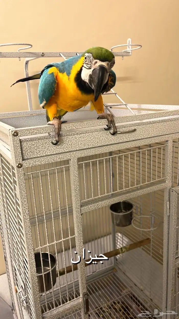 ببغاء مكاو اليف 2