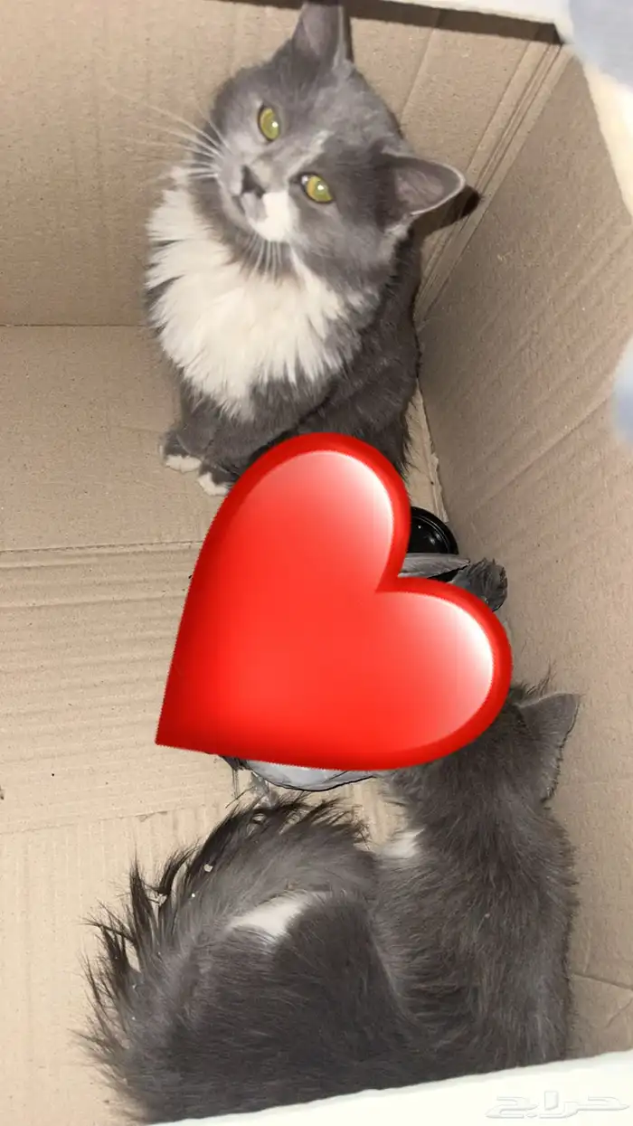 قطط للبيع توأم تقدر تتأقلم بلبيوت 0